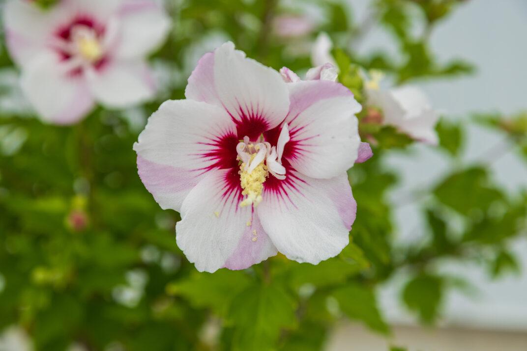 Hibiscus Syriacus 'fiji' - View 11 from www redcrocus com