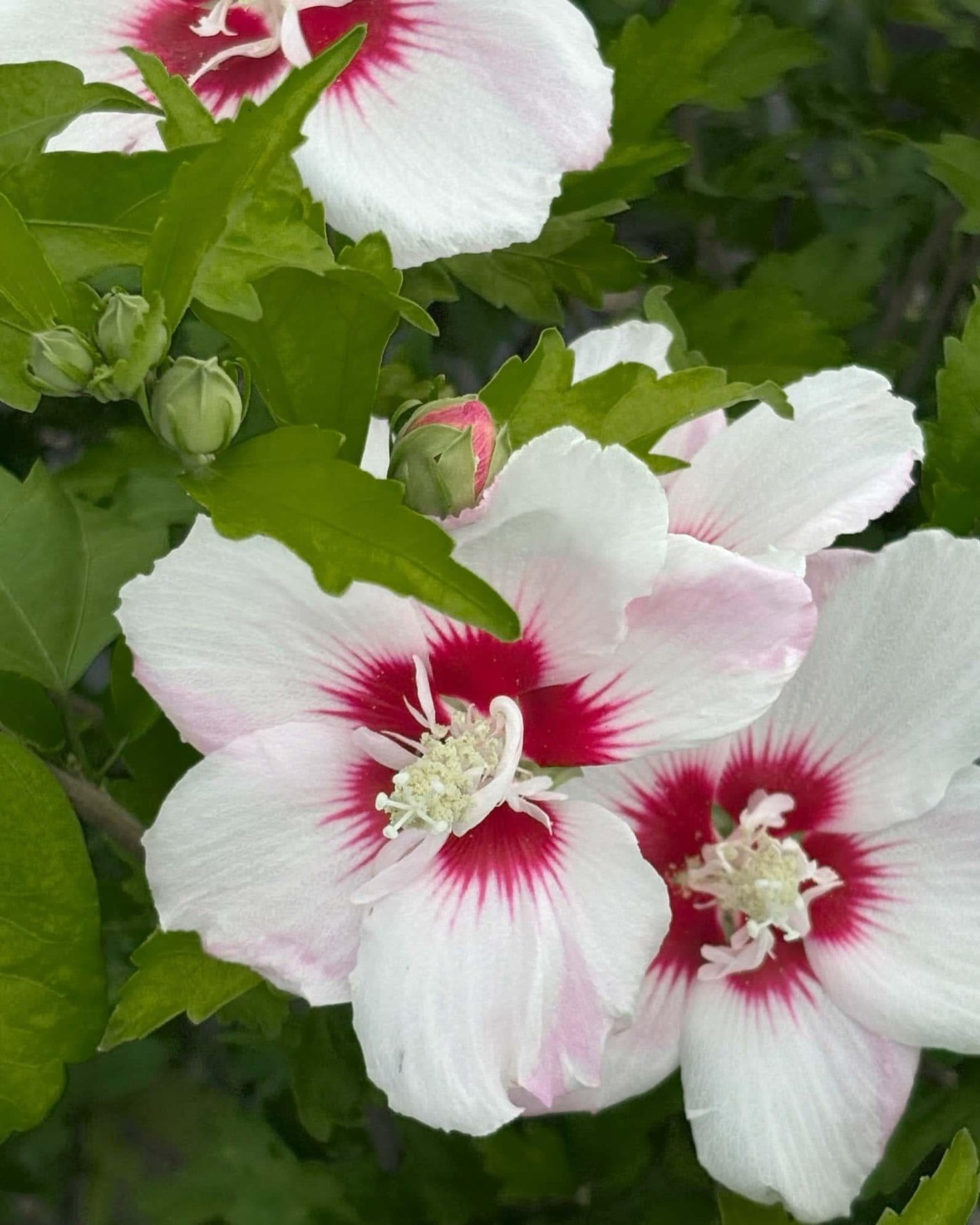 Hibiscus Syriacus 'fiji' - View 14 from www redcrocus com