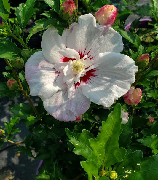 Hibiscus Syriacus 'fiji' - View 16 from www redcrocus com