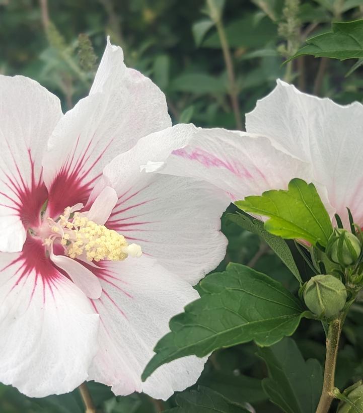 Hibiscus Syriacus 'fiji' - View 18 from www redcrocus com