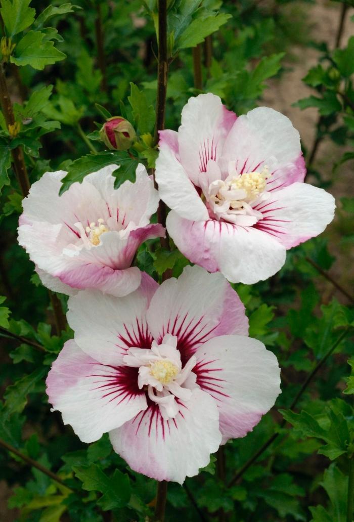 Hibiscus Syriacus 'fiji' - View 19 from www redcrocus com