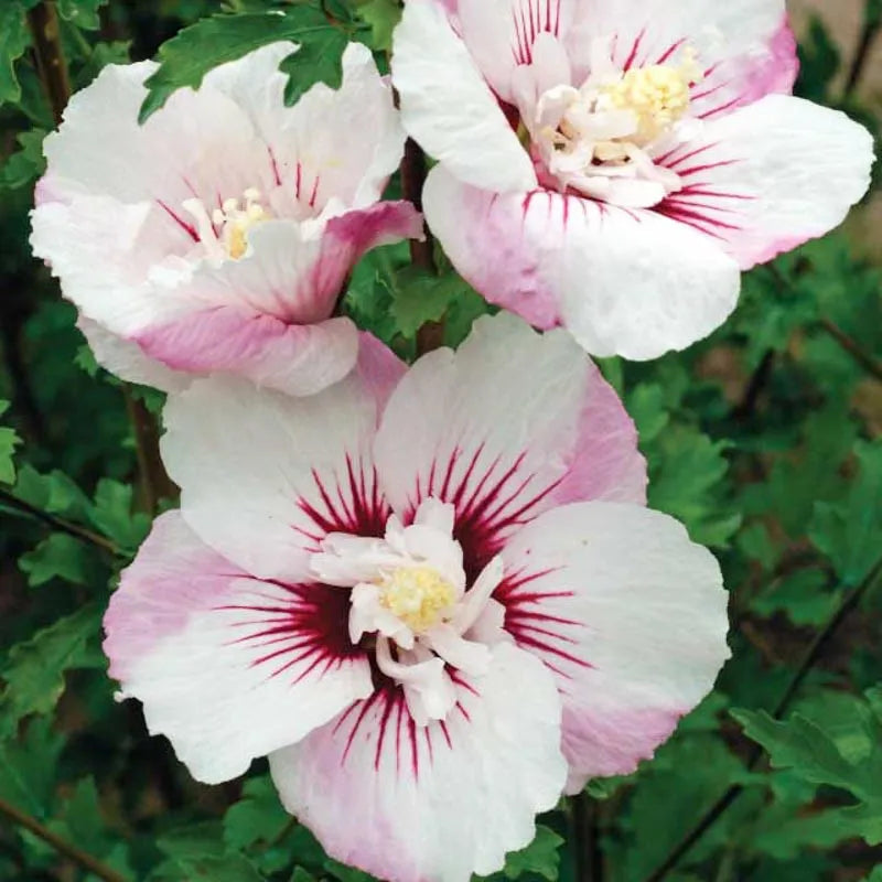 Hibiscus Syriacus 'fiji' - View 1 from www redcrocus com