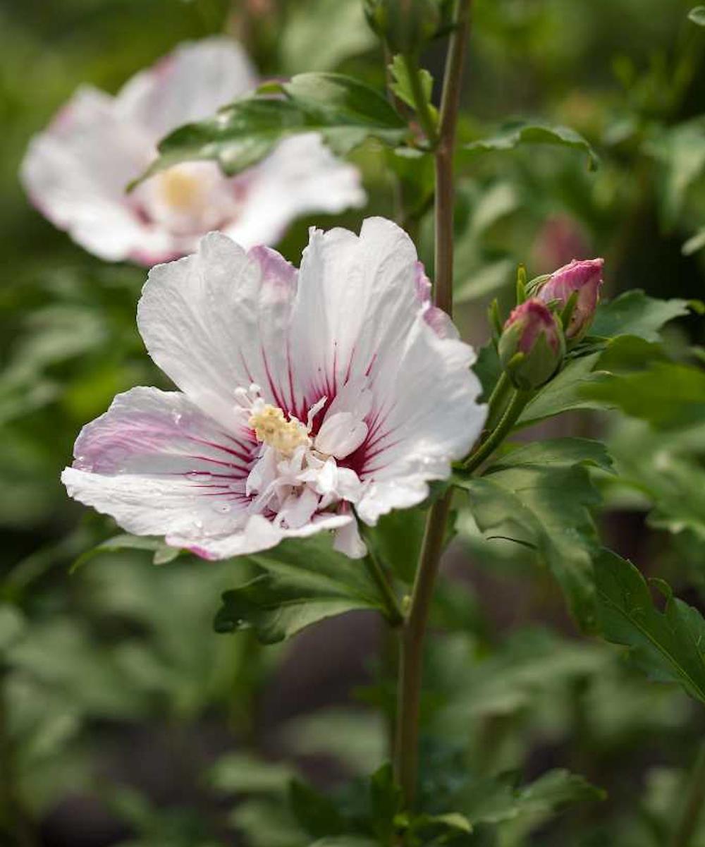 Hibiscus Syriacus 'fiji' - View 21 from www redcrocus com