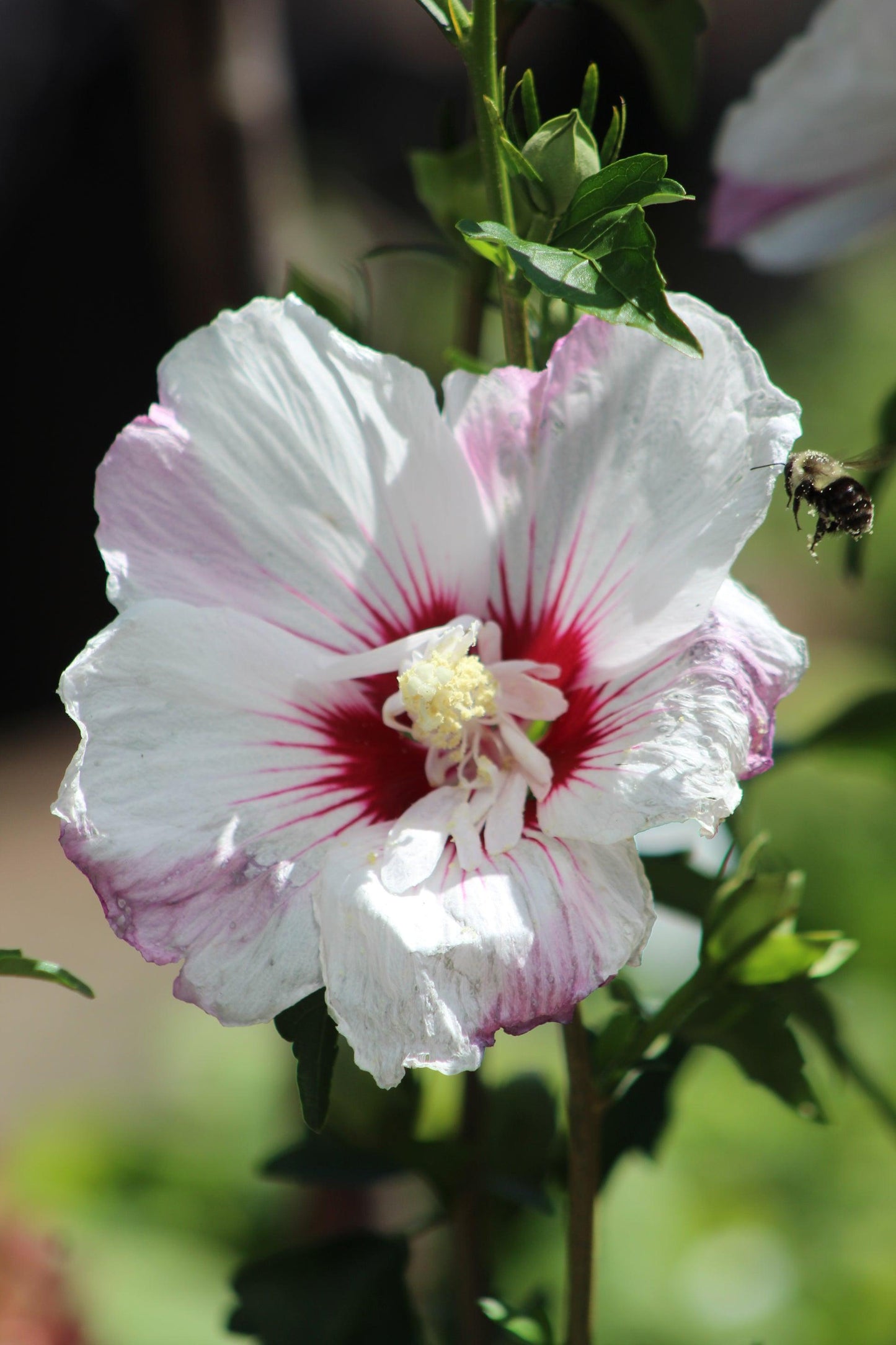 Hibiscus Syriacus 'fiji' - View 22 from www redcrocus com
