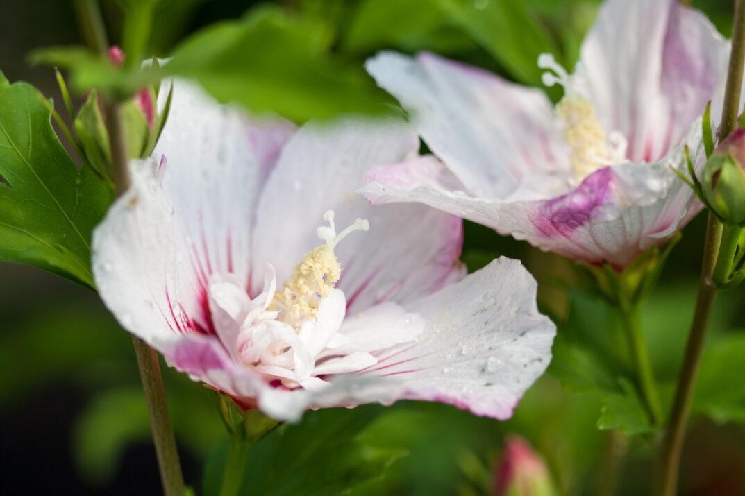 Hibiscus Syriacus 'fiji' - View 23 from www redcrocus com