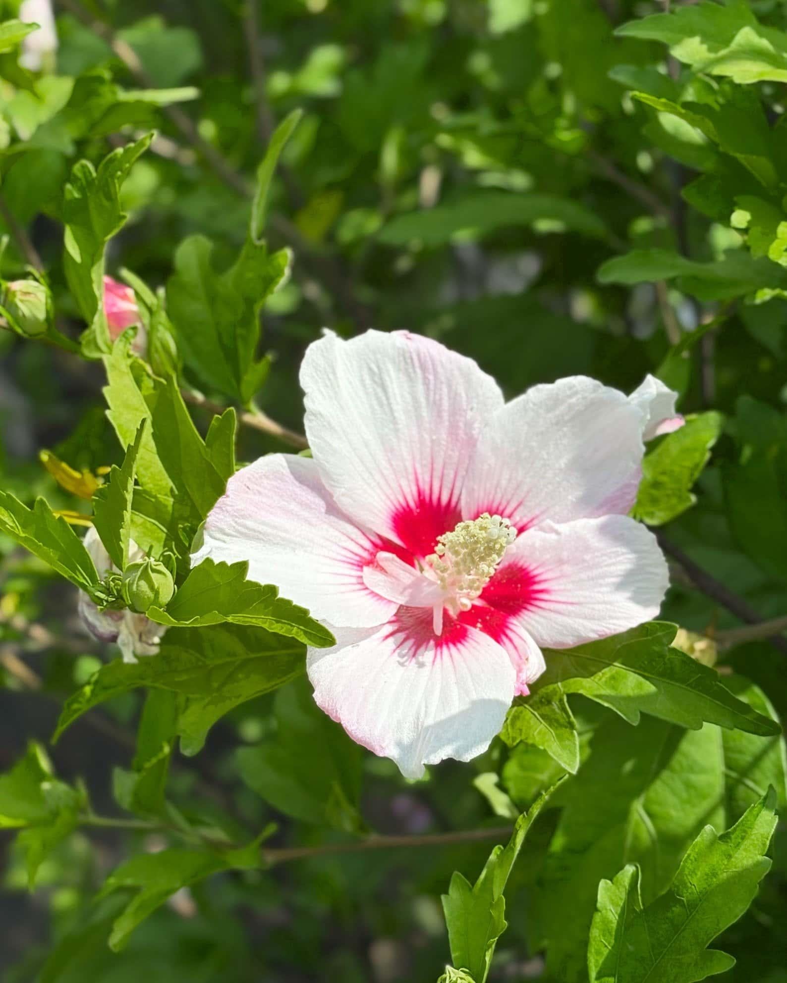 Hibiscus Syriacus 'fiji' - View 25 from www redcrocus com