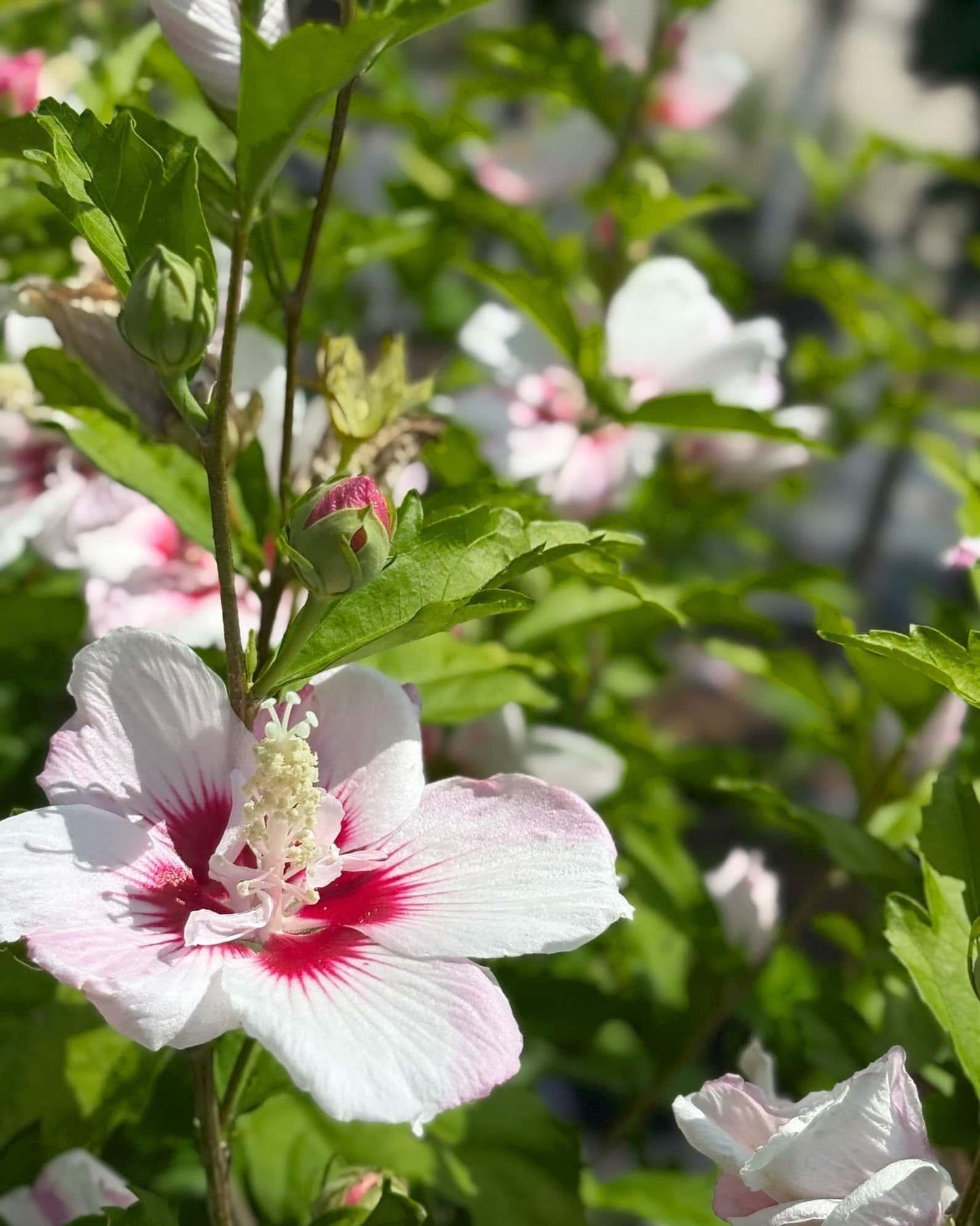 Hibiscus Syriacus 'fiji' - View 26 from www redcrocus com
