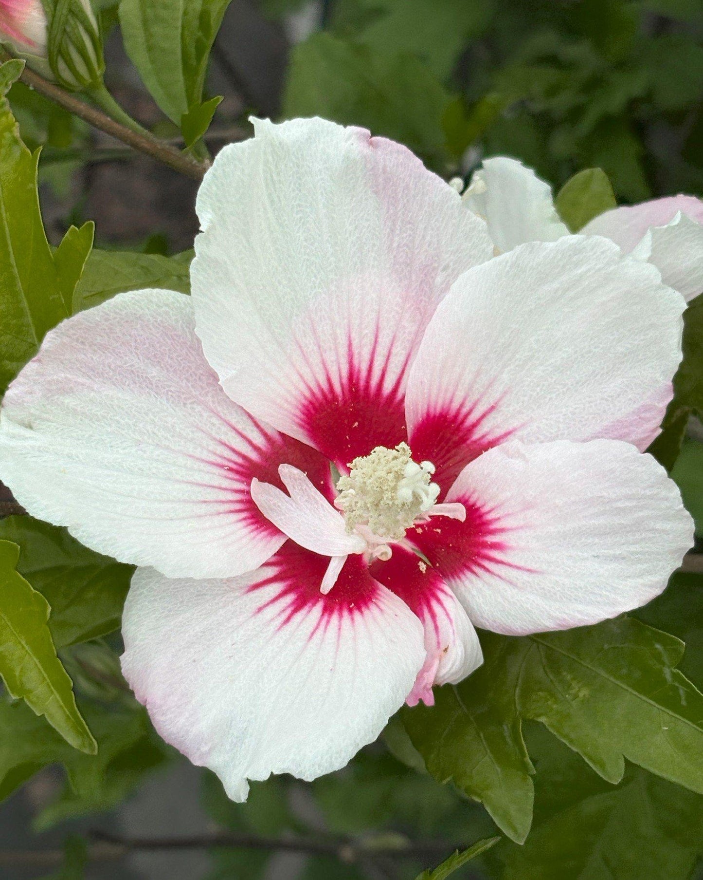 Hibiscus Syriacus 'fiji' - View 27 from www redcrocus com