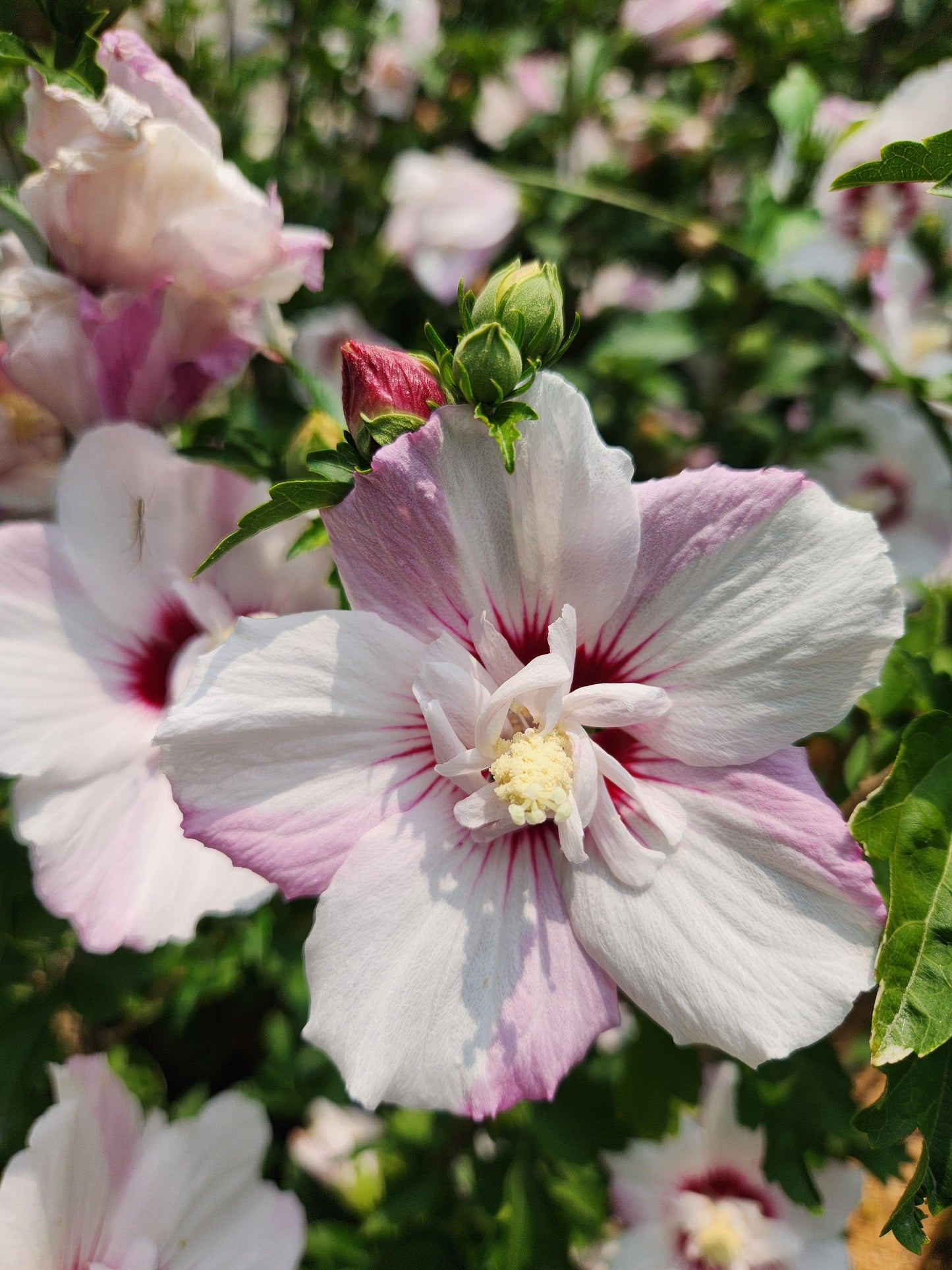 Hibiscus Syriacus 'fiji' - View 29 from www redcrocus com