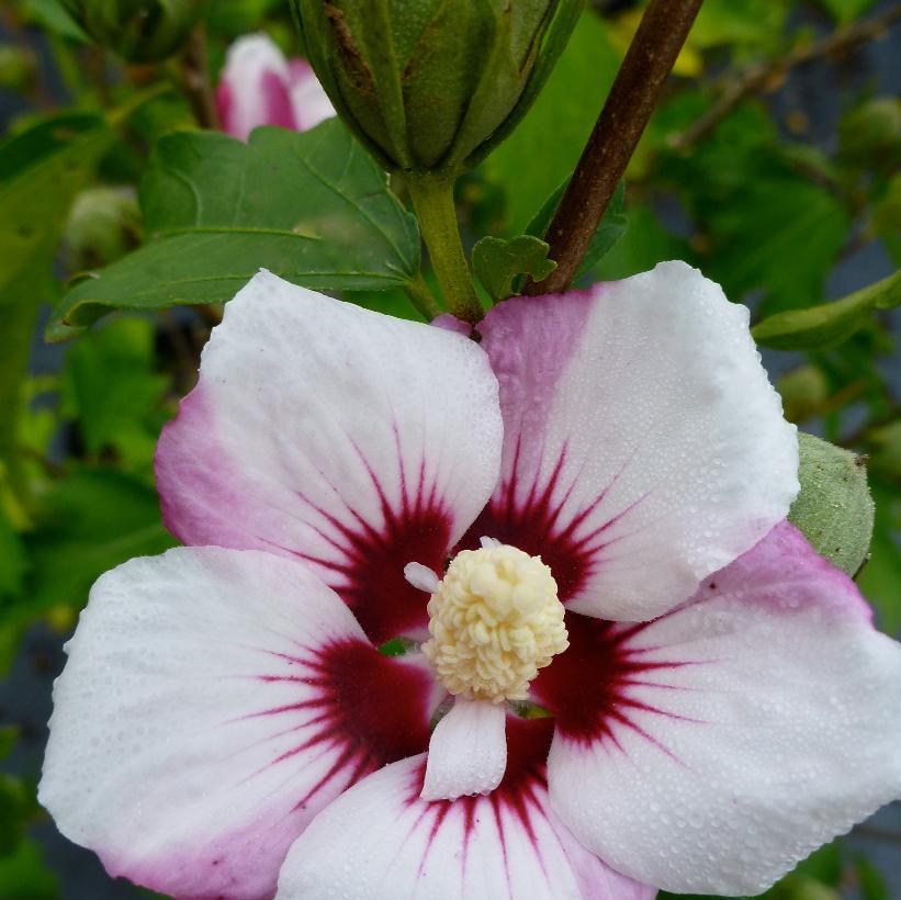 Hibiscus Syriacus 'fiji' - View 2 from www redcrocus com