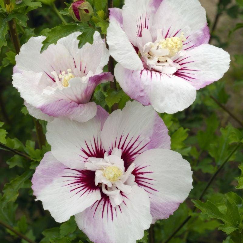 Hibiscus Syriacus 'fiji' - View 30 from www redcrocus com