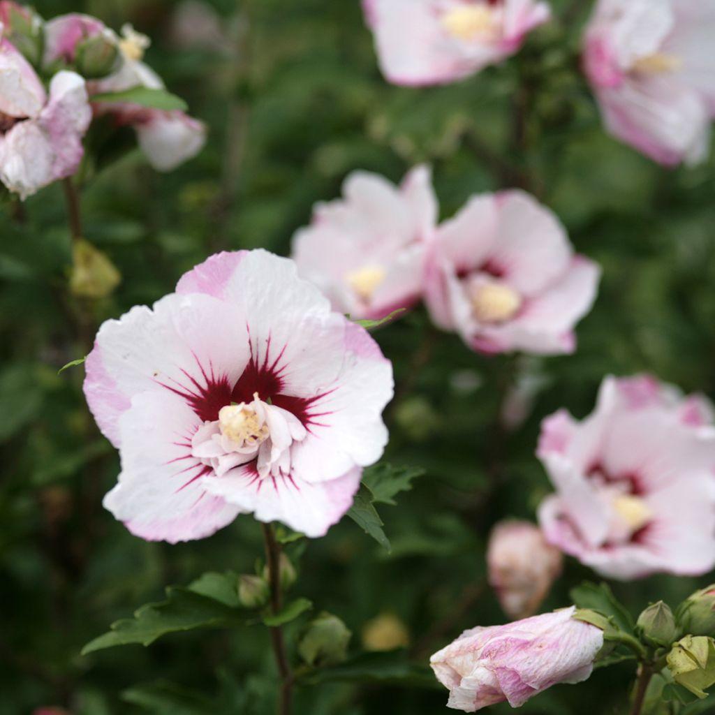 Hibiscus Syriacus 'fiji' - View 35 from www redcrocus com