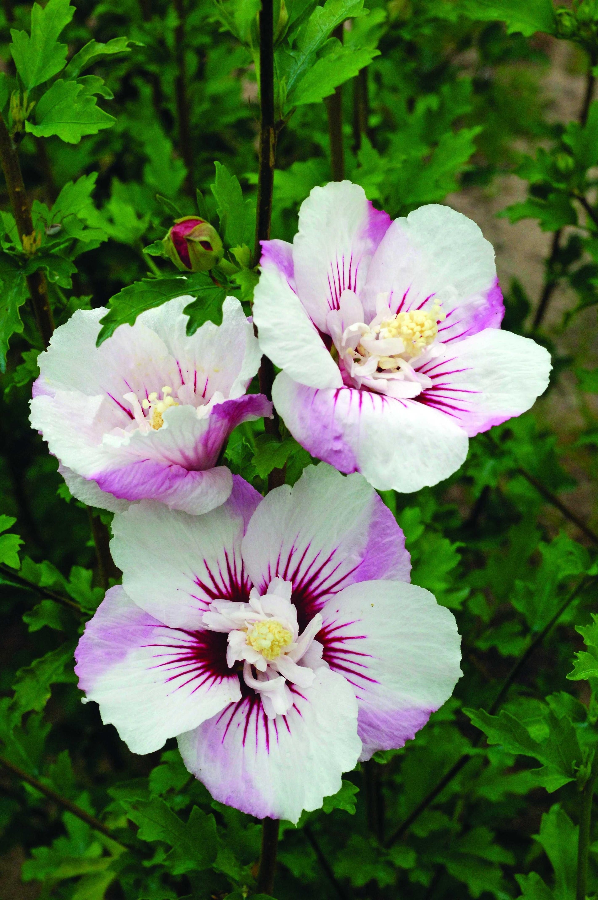 Hibiscus Syriacus 'fiji' - View 3 from www redcrocus com