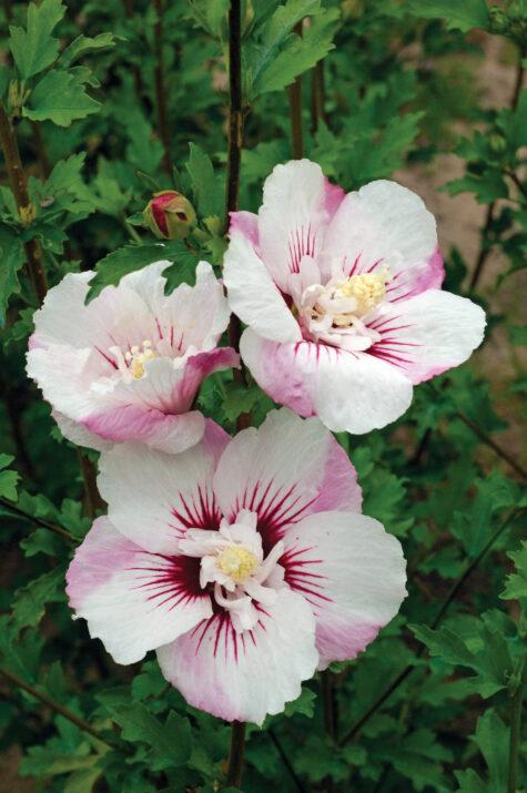 Hibiscus Syriacus 'fiji' - View 5 from www redcrocus com
