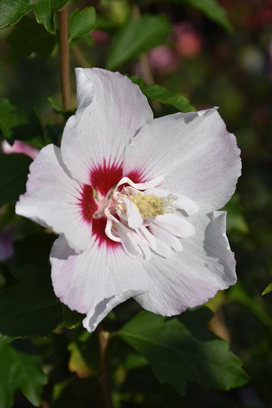 Hibiscus Syriacus 'fiji' - View 6 from www redcrocus com