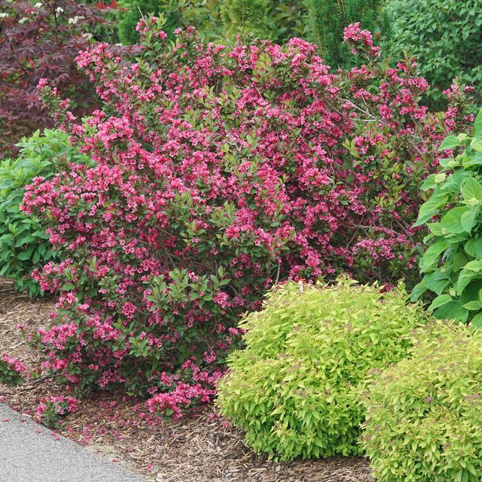 Weigela Florida 'sonic Bloom Pink' - View 10 from www redcrocus com