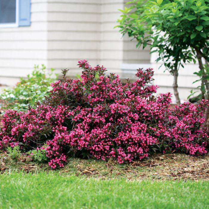 Weigela Florida 'sonic Bloom Pink' - View 11 from www redcrocus com