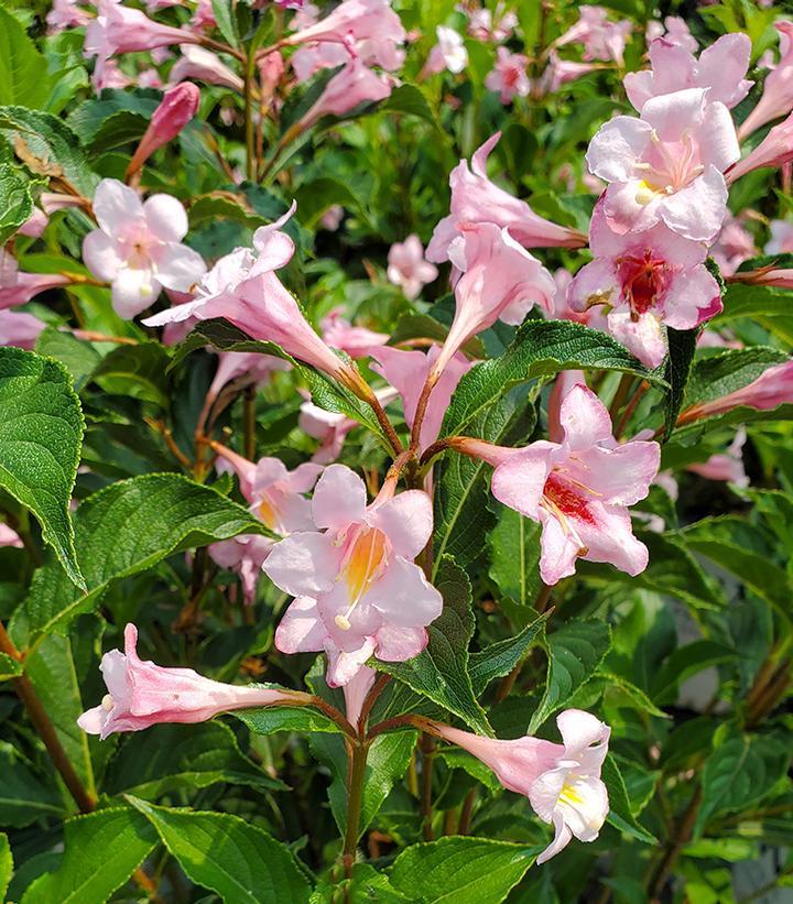 Weigela Florida 'sonic Bloom Pink' - View 13 from www redcrocus com