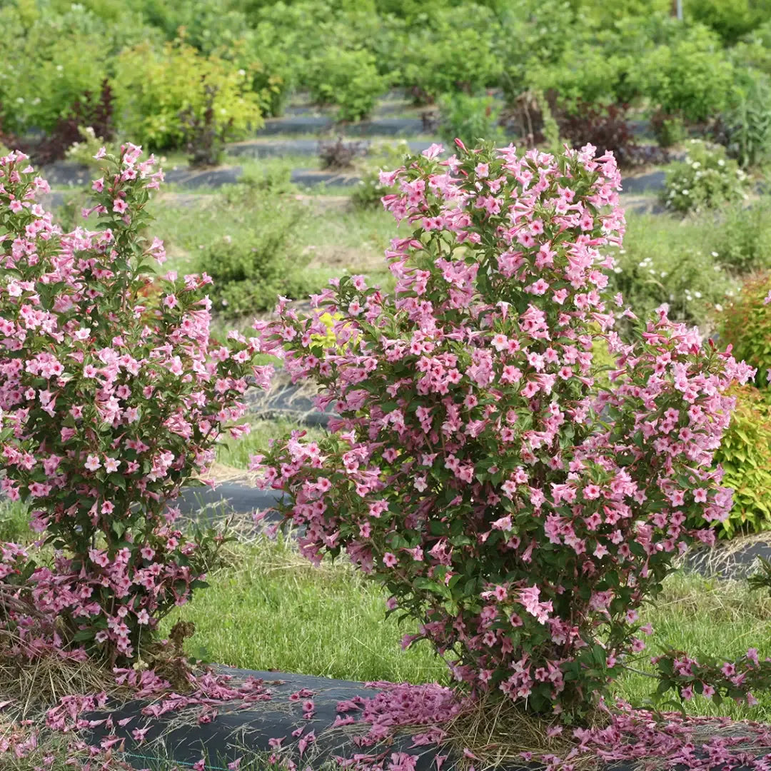 Weigela Florida 'sonic Bloom Pink' - View 14 from www redcrocus com