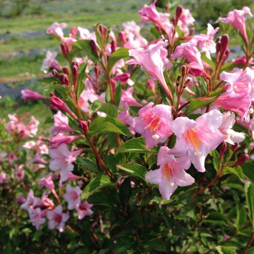 Weigela Florida 'sonic Bloom Pink' - View 15 from www redcrocus com