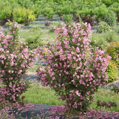 Weigela Florida 'sonic Bloom Pink' - View 1 from www redcrocus com