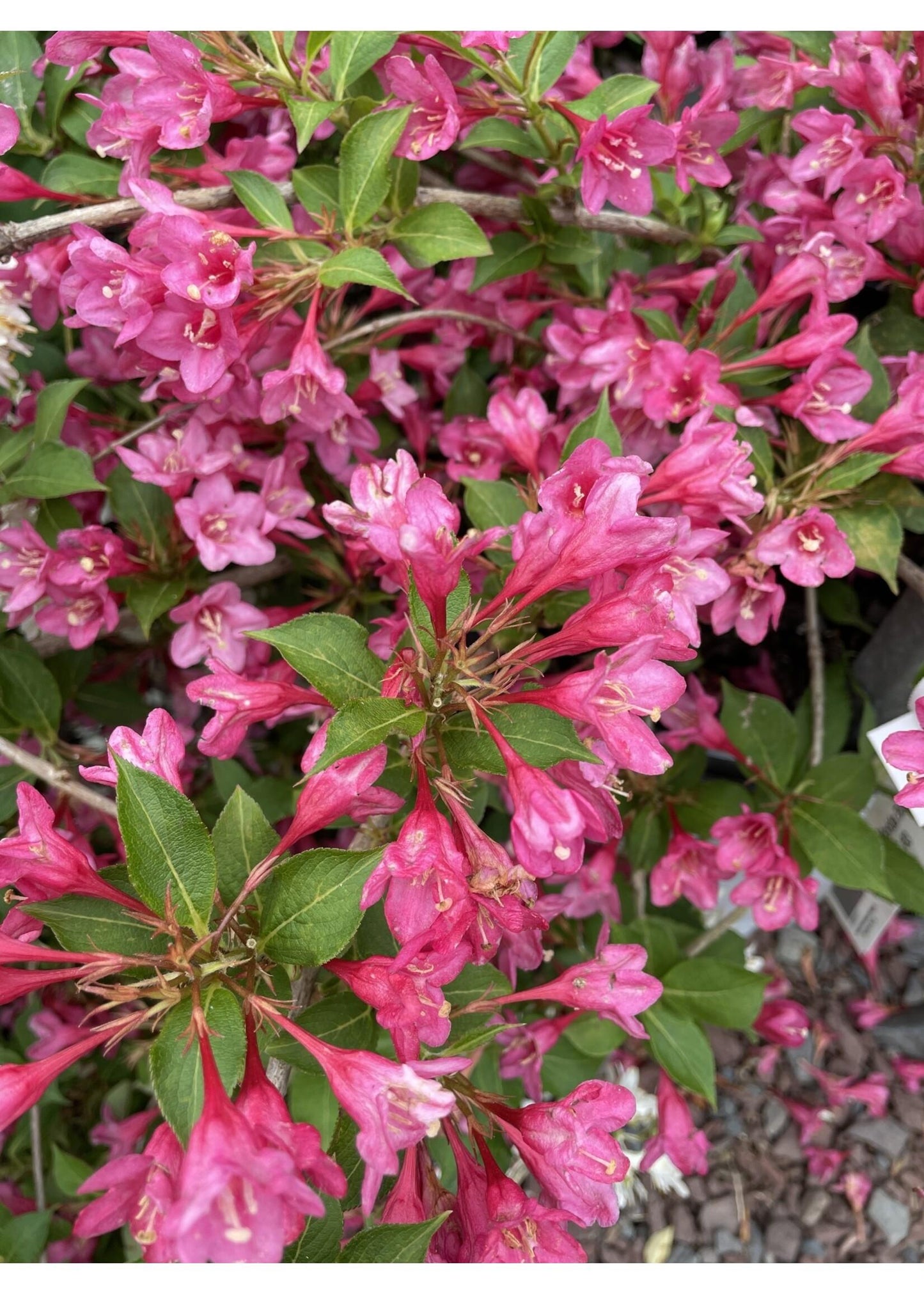 Weigela Florida 'sonic Bloom Pink' - View 20 from www redcrocus com