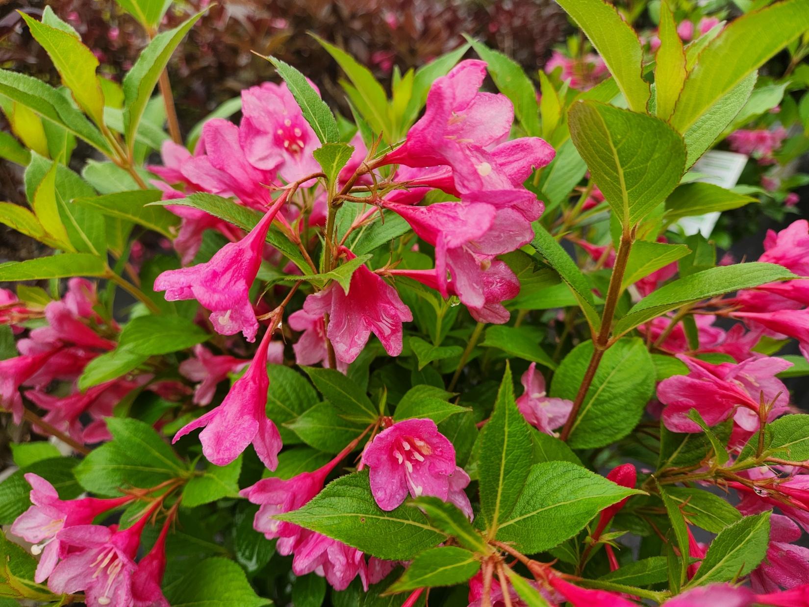 Weigela Florida 'sonic Bloom Pink' - View 22 from www redcrocus com