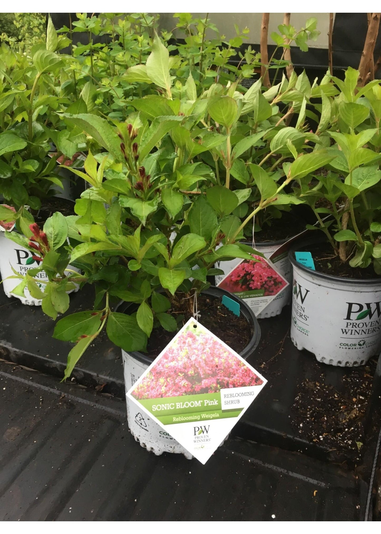 Weigela Florida 'sonic Bloom Pink' - View 23 from www redcrocus com