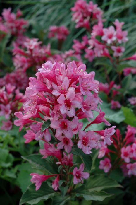 Weigela Florida 'sonic Bloom Pink' - View 26 from www redcrocus com