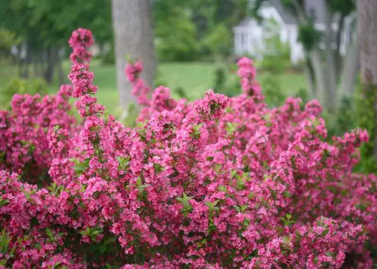 Weigela Florida 'sonic Bloom Pink' - View 27 from www redcrocus com