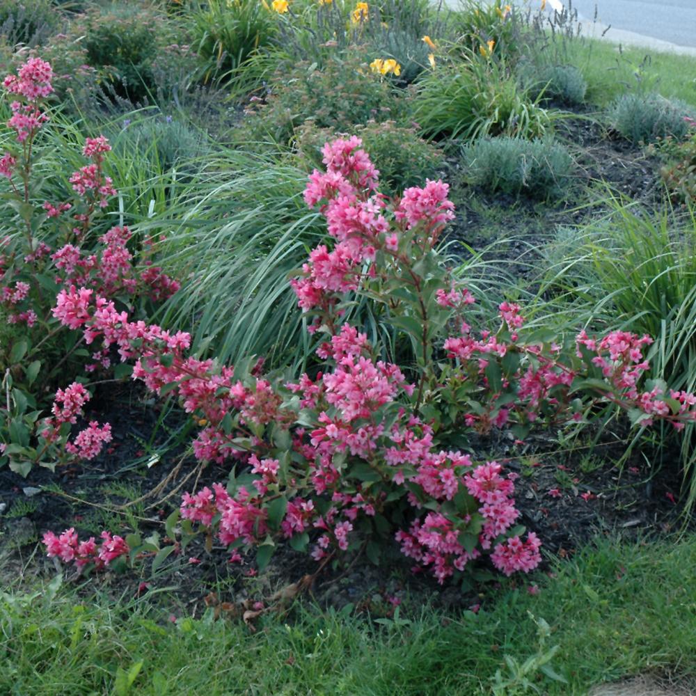 Weigela Florida 'sonic Bloom Pink' - View 28 from www redcrocus com