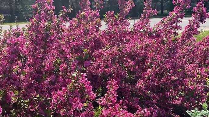 Weigela Florida 'sonic Bloom Pink' - View 29 from www redcrocus com