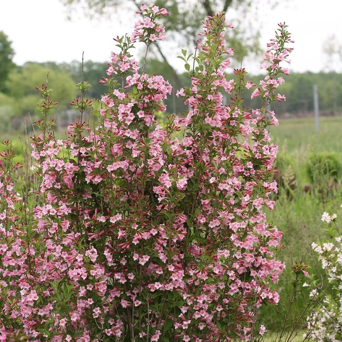 Weigela Florida 'sonic Bloom Pink' - View 31 from www redcrocus com