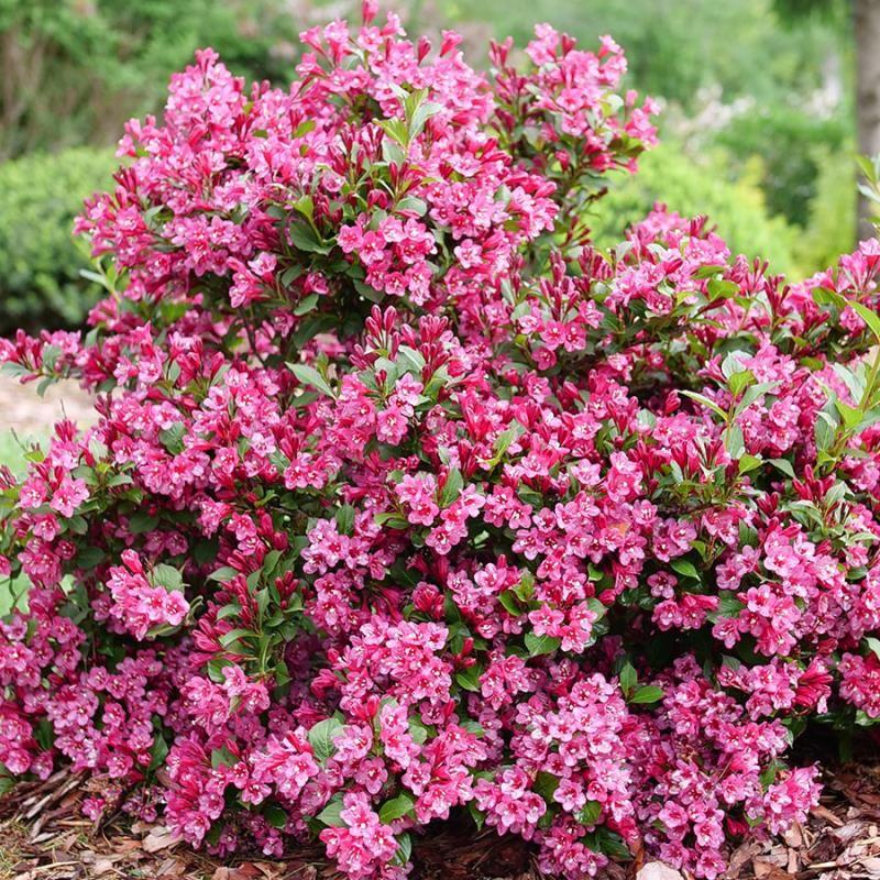 Weigela Florida 'sonic Bloom Pink' - View 35 from www redcrocus com