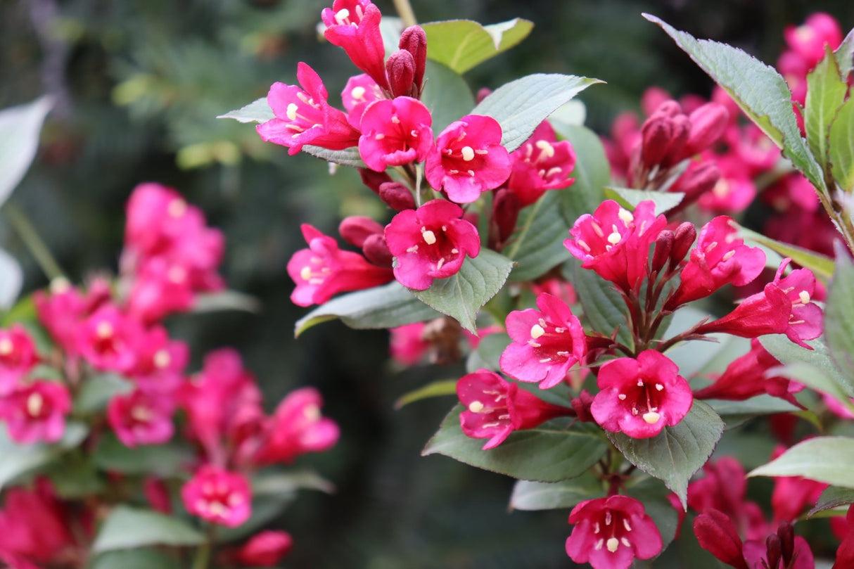 Weigela Florida 'sonic Bloom Pink' - View 36 from www redcrocus com