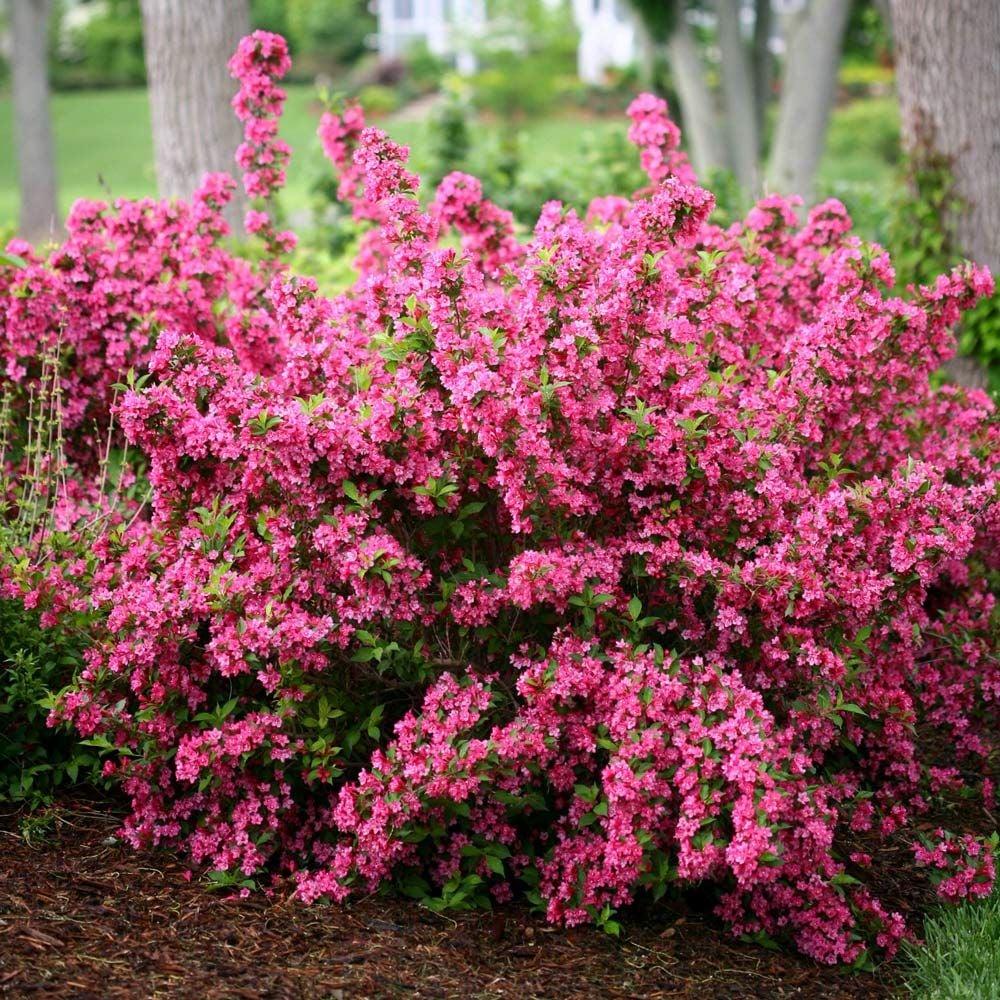 Weigela Florida 'sonic Bloom Pink' - View 4 from www redcrocus com