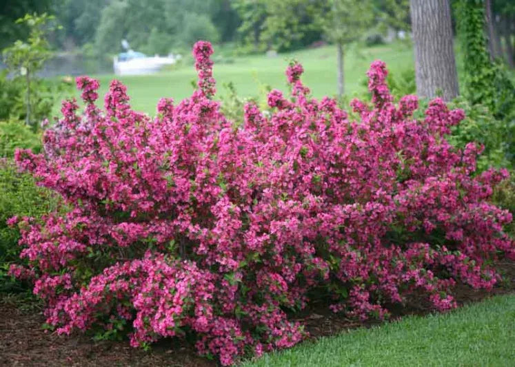 Weigela Florida 'sonic Bloom Pink' - View 5 from www redcrocus com