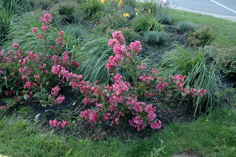 Weigela Florida 'sonic Bloom Pink' - View 7 from www redcrocus com