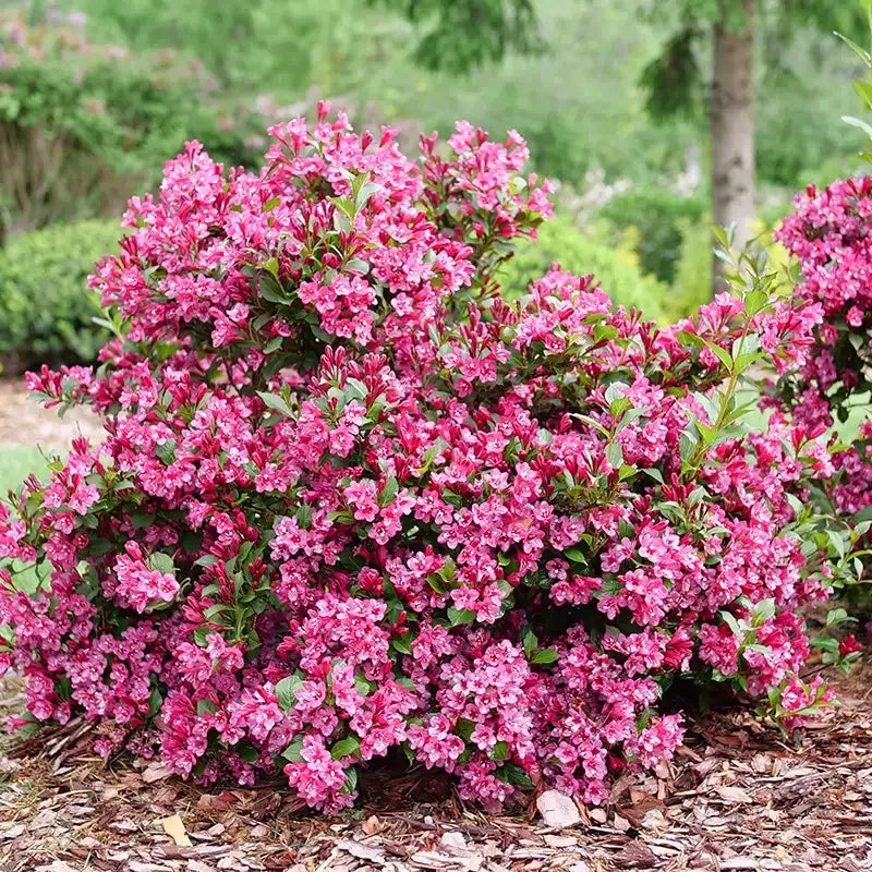 Weigela Florida 'sonic Bloom Pink' - View 8 from www redcrocus com