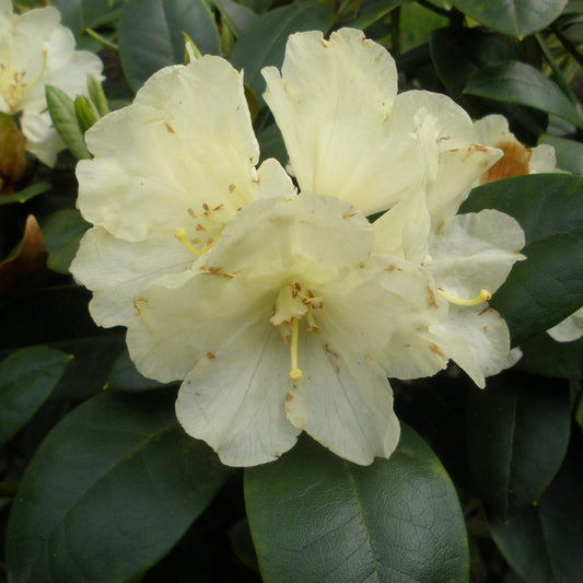 Rhododendron Lemon Dream - View 1 from www redcrocus com