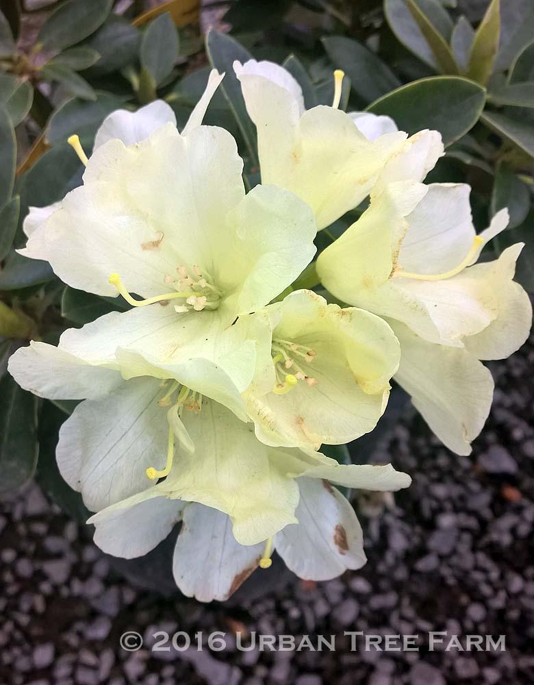 Rhododendron Lemon Dream - View 4 from www redcrocus com