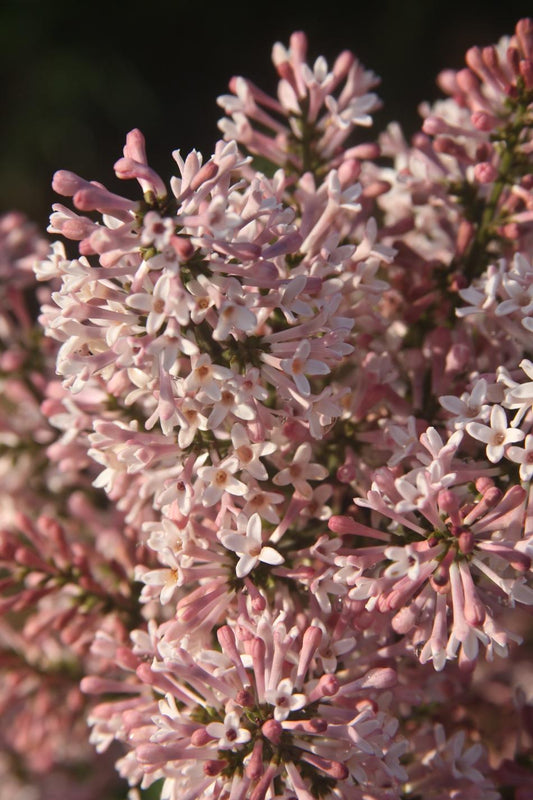 Syringa Patula Little Darling - View 10 from www redcrocus com