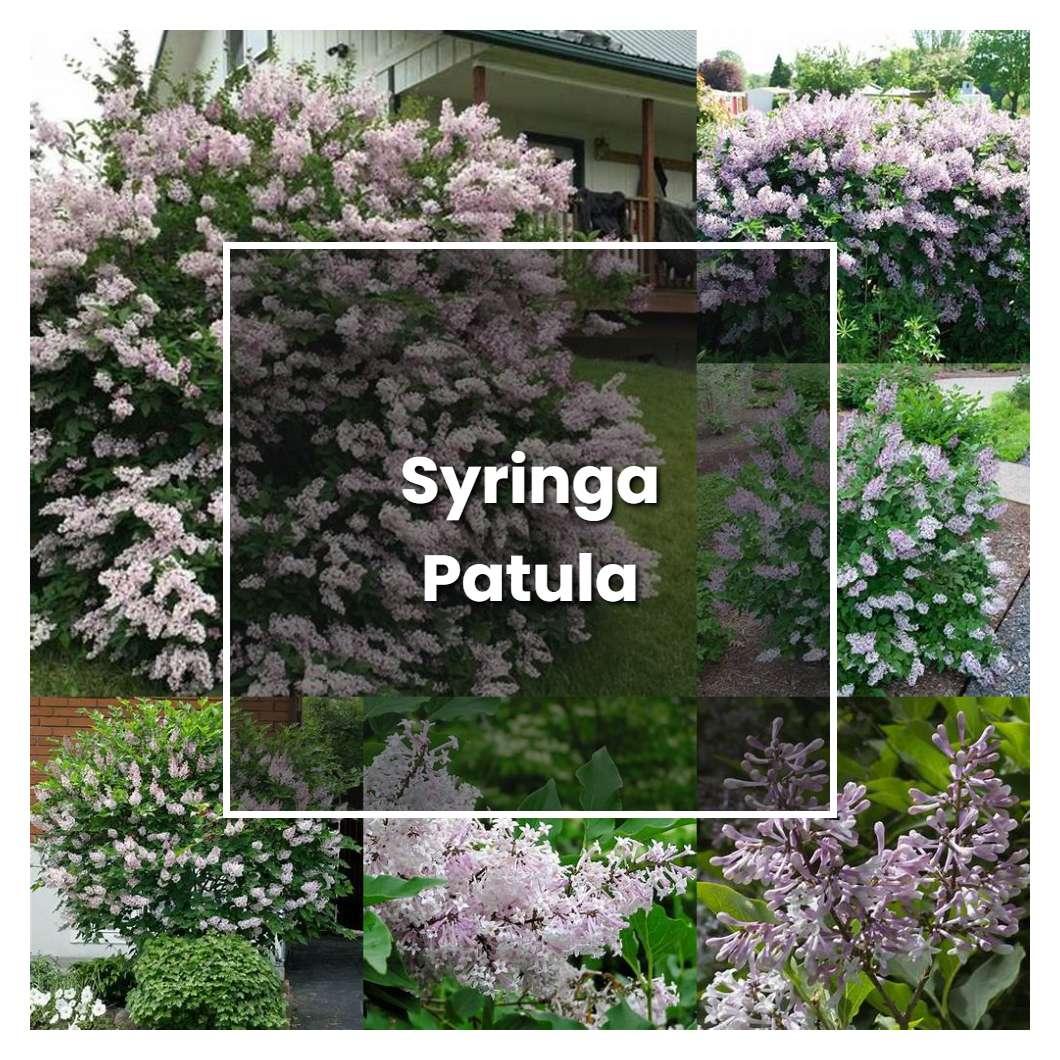 Syringa Patula Little Darling - View 12 from www redcrocus com