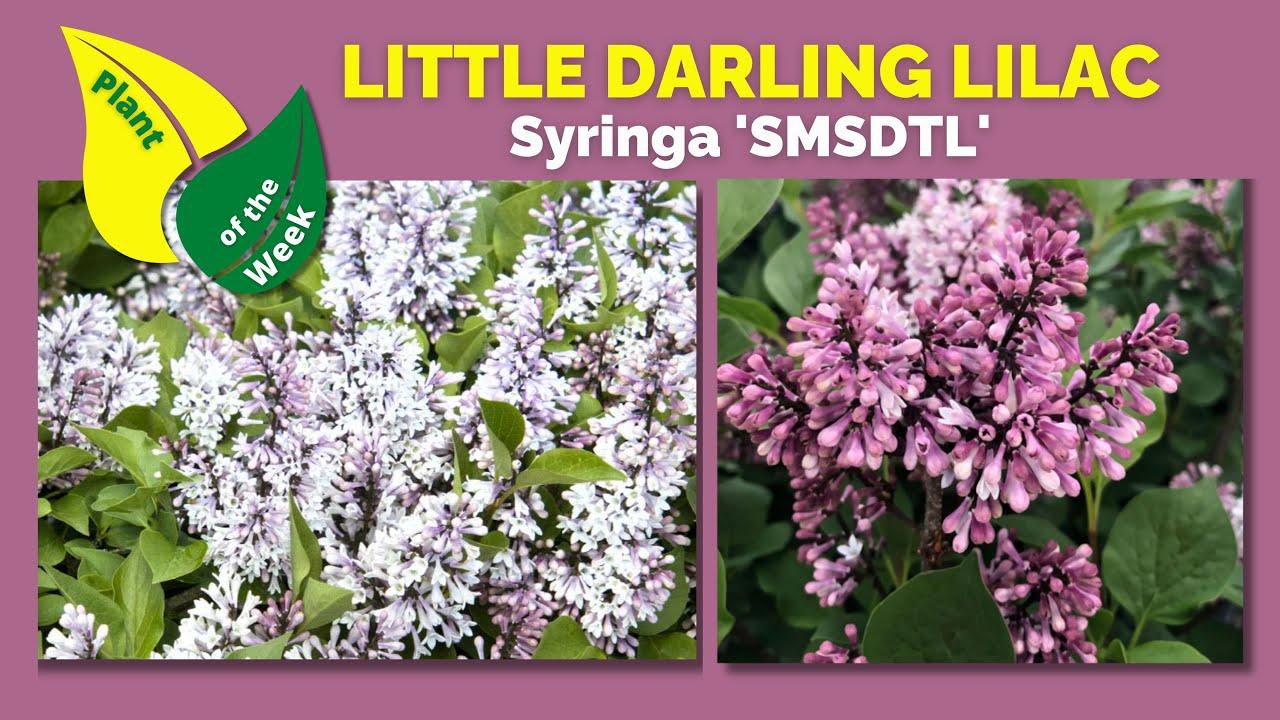 Syringa Patula Little Darling - View 18 from www redcrocus com
