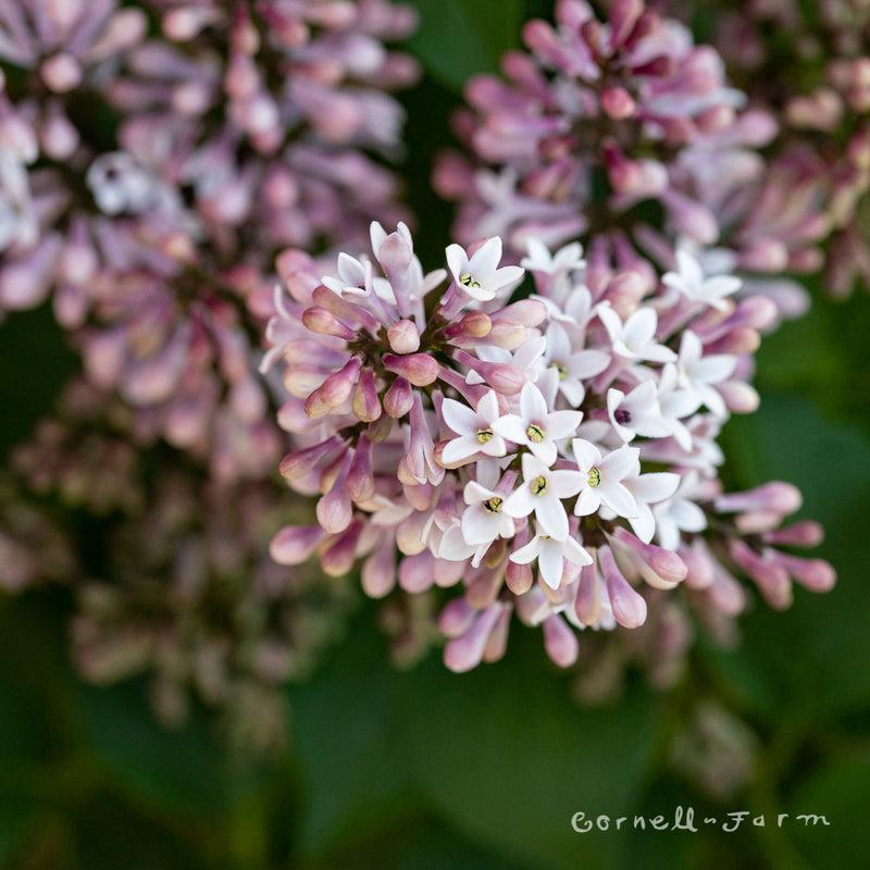 Syringa Patula Little Darling - View 1 from www redcrocus com