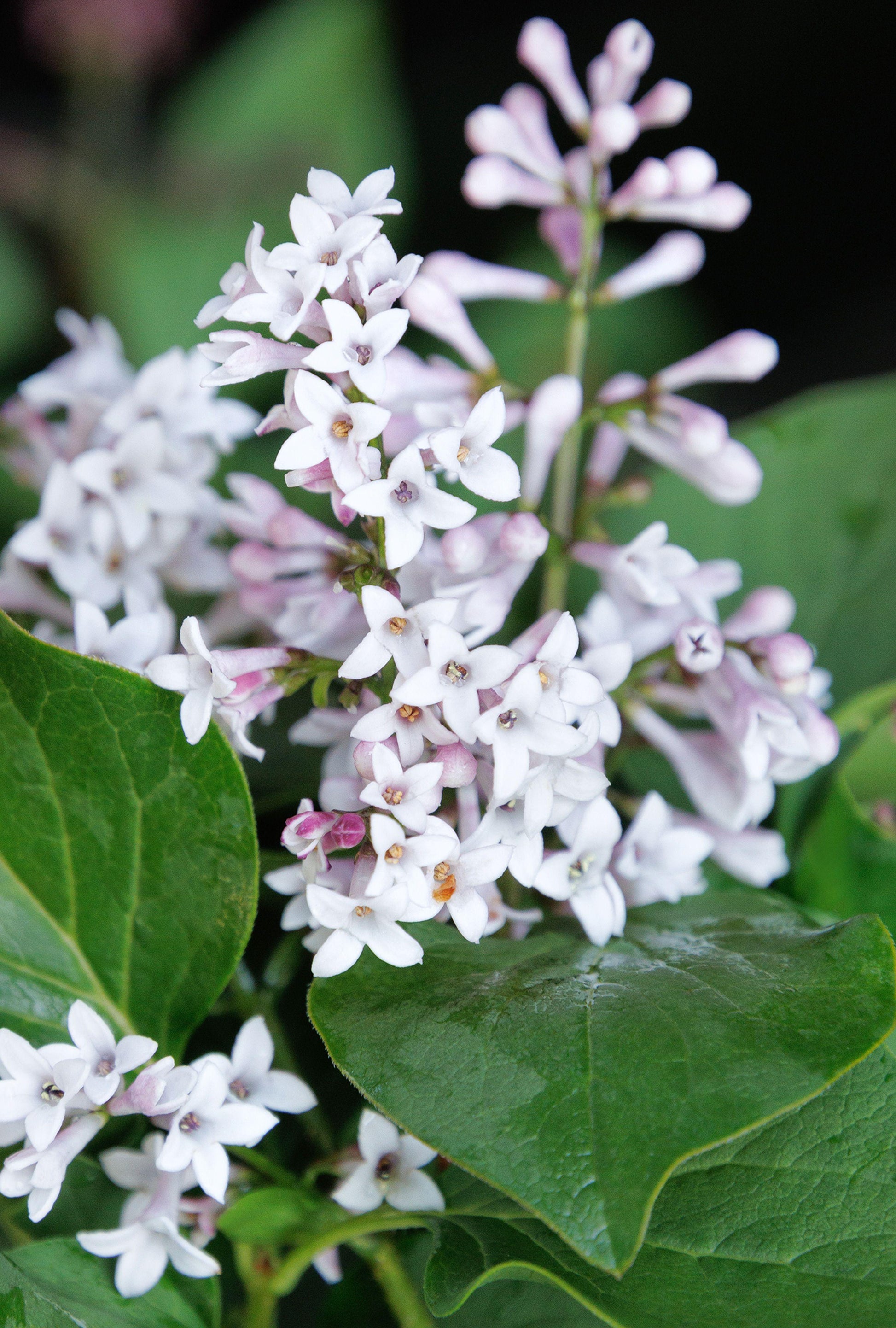 Syringa Patula Little Darling - View 7 from www redcrocus com