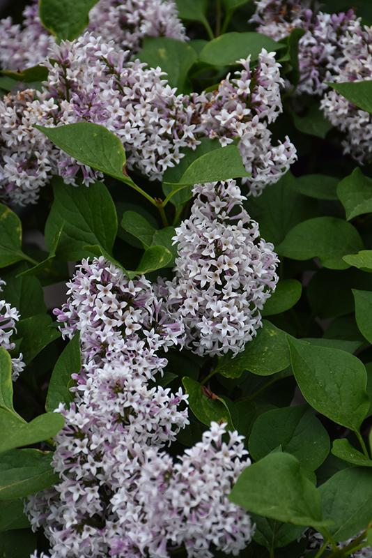 Syringa Patula Little Darling - View 8 from www redcrocus com