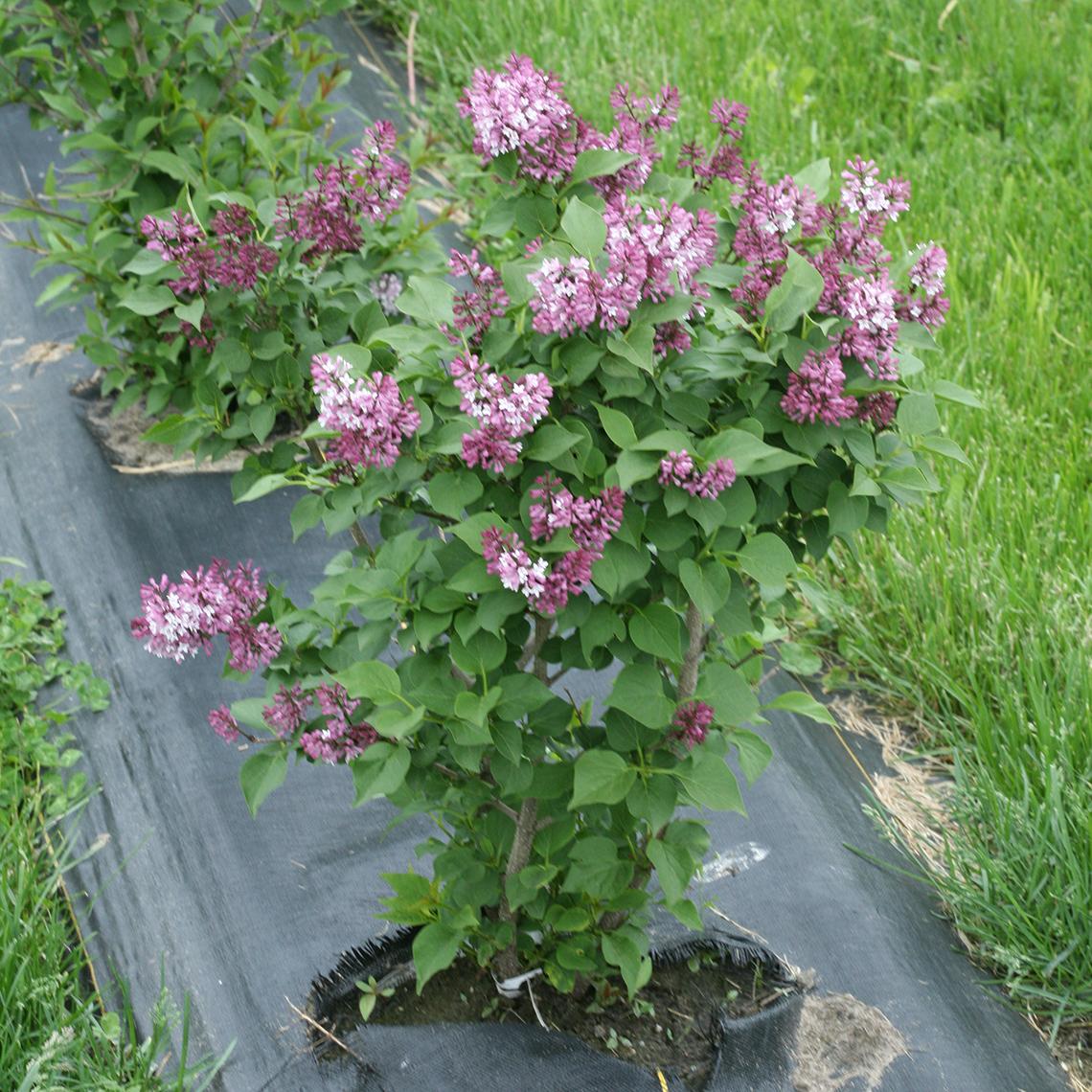 Syringa Patula Baby Kim - View 11 from www redcrocus com