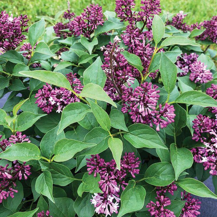 Syringa Patula Baby Kim - View 12 from www redcrocus com