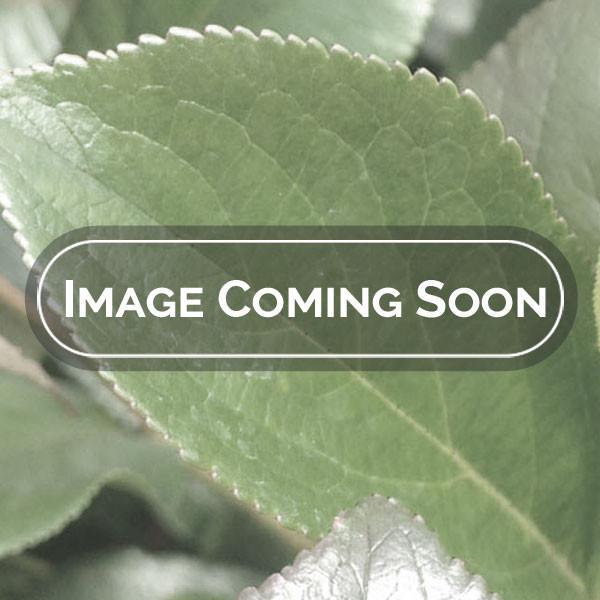 Syringa Patula Baby Kim - View 14 from www redcrocus com